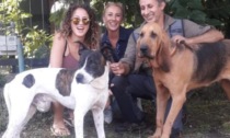 Scappa dopo un incidente in tangenziale: ritrovato vivo il cane "Aldo"