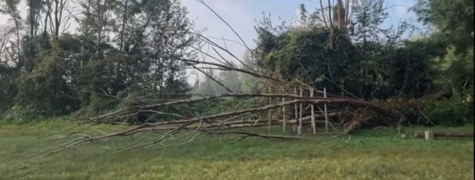 Video-denuncia di Cologno Concreta sullo stato del verde pubblico