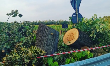 Abbattuti i grandi tigli d'ingresso a Castel Cerreto, scoppia la polemica