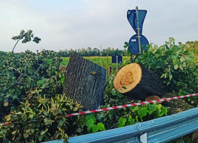 Abbattuti i grandi tigli d’ingresso a Castel Cerreto, scoppia la polemica