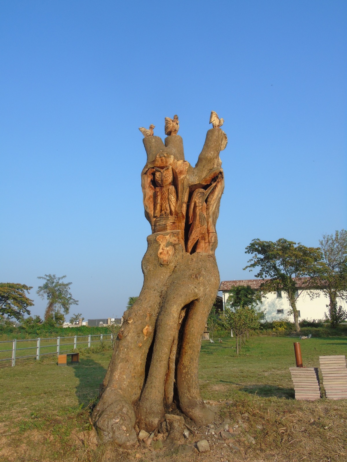 Spino «Nonno Diego» scolpisce l’albero che ha guarito l’amico Marco Bosia