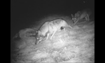I lupi sulle Orobie: con la nascita di quattro cuccioli ora c'è il primo branco bergamasco