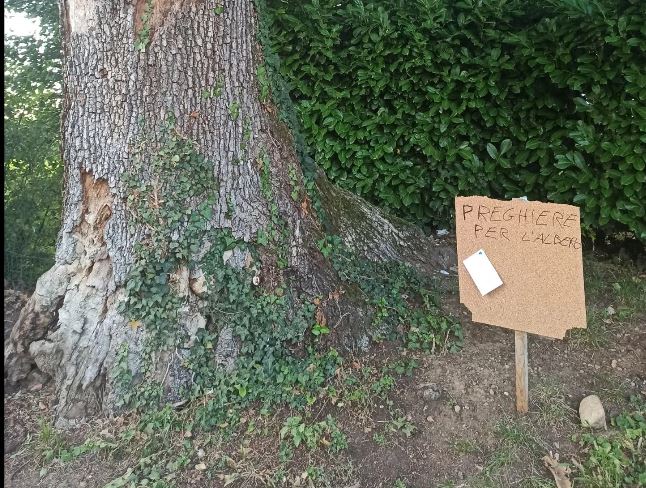La farnia secolare verrà risparmiata, in programma solo una potatura mirata