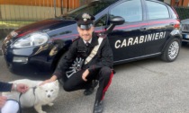 Perde la sua cagnolina, i carabinieri salvano la piccola Flò
