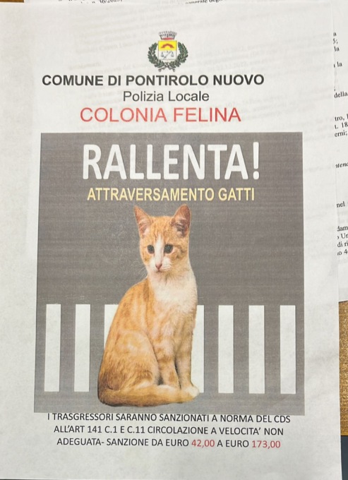 La colonia felina comunale verrà spostata: non facile, però, trovarle una nuova collocazione