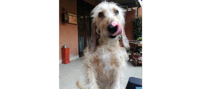Muore e lascia sola la sua cagnolina. L’appello per trovare una nuova famiglia