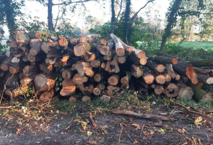 Strage di alberi secolari, “Fare Verde Bergamo”: “Tuteliamo i nostri fontanili”