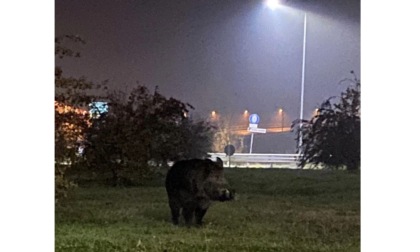 Un cinghiale scorrazza in zona casello Brebemi