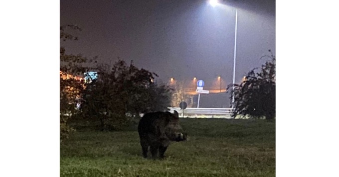 Un cinghiale scorrazza in zona casello Brebemi