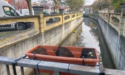 Vandali gettano i fiori nella roggia,  il sindaco: "Verranno con me a ripiantarli"