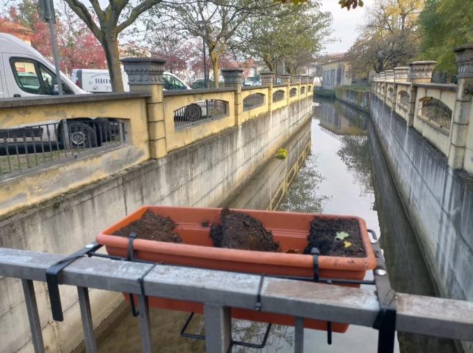 Vandali gettano i fiori nella roggia,  il sindaco: “Verranno con me a ripiantarli”
