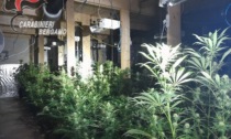 Rubava energia elettrica per coltivare la marijuana, scoperta una piantagione a Bariano