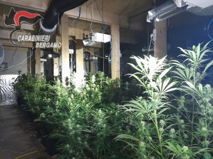 Rubava energia elettrica per coltivare la marijuana, scoperta una piantagione a Bariano