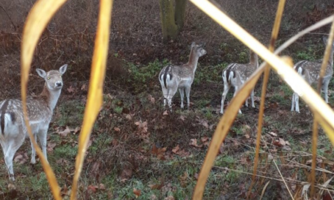 Daini a Bergamo, al Parco Ovest ormai si sentono a casa…