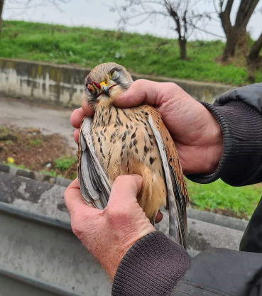 Cacciatore uccide un rapace protetto, la denuncia delle Gev