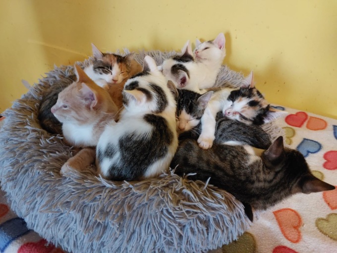 L’associazione “I gatti di Anna” si racconta: 28 colonie, 340 animali e un rifugio in via di realizzazione