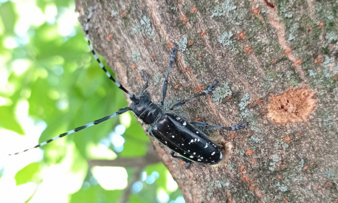 Alberi infestati dal tarlo asiatico, in bergamasca interviene anche Regione Lombardia
