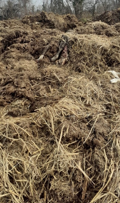 Ambiente, dopo i tagli abusivi anche carcasse nel concime