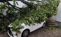 Nessun risarcimento per l’auto distrutta dall’albero: "Faremo causa"