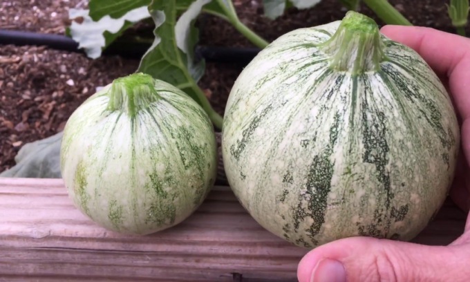 Sta arrivando in edicola con il Giornale di Treviglio lo zucchino tondo di Nizza