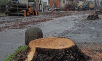 Abbattutti 70 tigli per la riqualificazione della via, il sindaco: "Verranno sostituiti con altrettante piante"