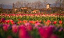 A Castel Cerreto si torna a raccogliere i tulipani