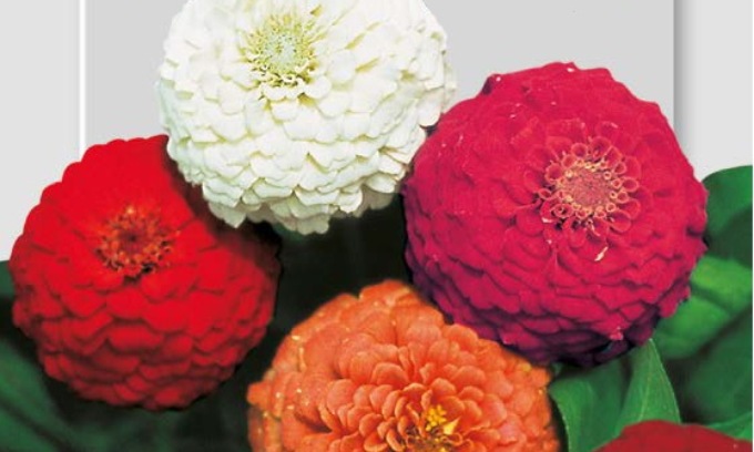 Oggi in regalo con il Giornale di Treviglio coloratissime zinnie nane pompon