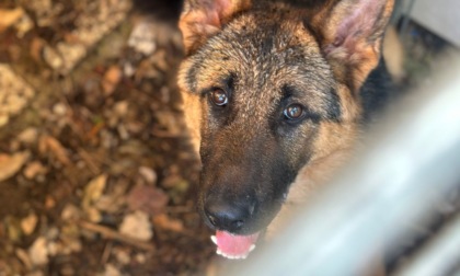 Come Cerentola, la lupacchiotta Cindy adottata dal cane più ricco del mondo