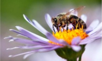 "Più prati fioriti a Treviglio per aiutare le api"