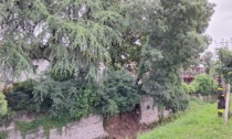 Grosso albero frana e minaccia di schiantarsi sul vallo colleonesco