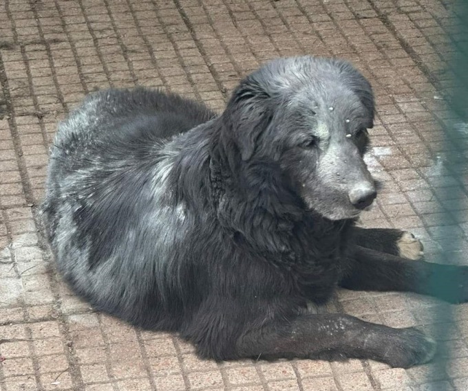 “Quel cane pieno di zecche…”, dopo il decesso dell’animale scoppia la polemica