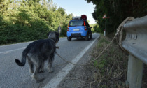 Cani abbandonati, i costi minacciano il Bilancio del Comune