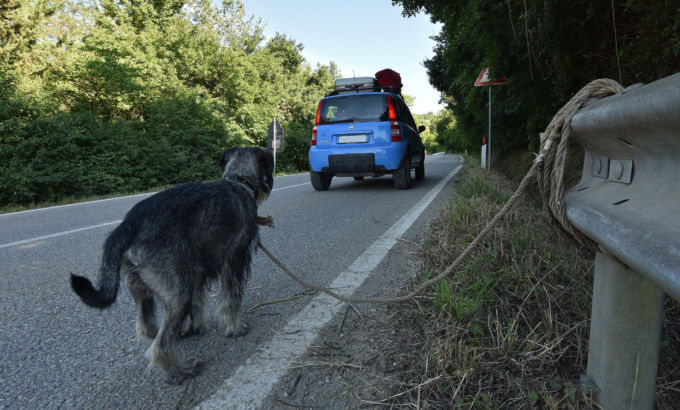 Cani abbandonati, i costi minacciano il Bilancio del Comune