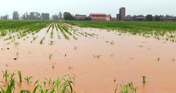 Dopo le bombe d’acqua è allarme nelle campagne per i danni ai raccolti