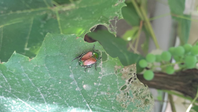 La Popillia japonica è arrivata nella Bassa: ecco come difendersi