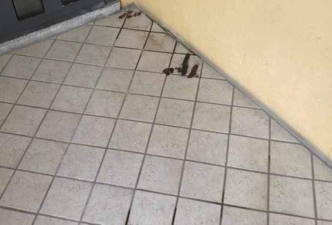 La colonia felina di via Gavazzi se ne deve andare: “Ma dopo mesi non è cambiato nulla”