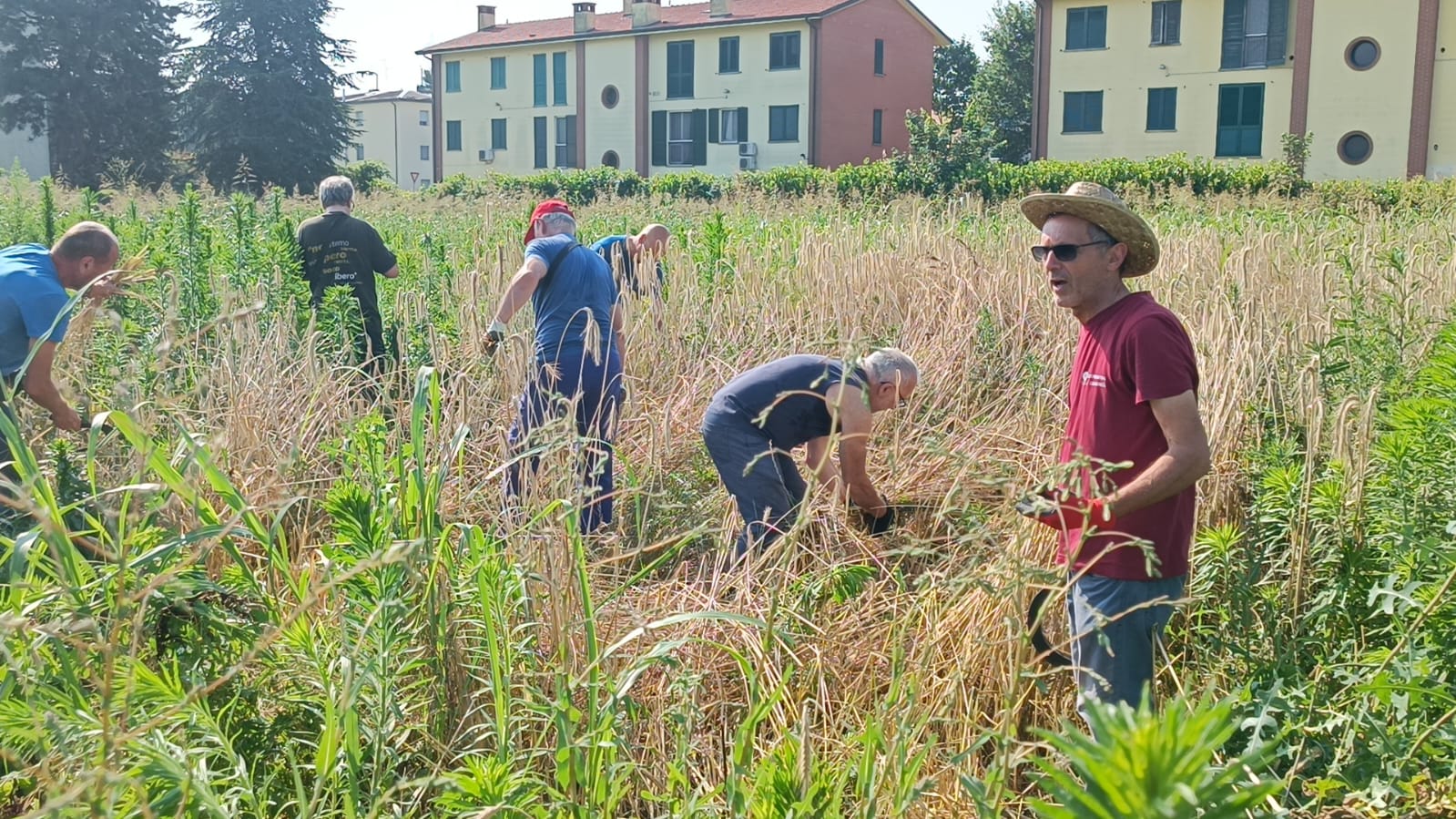 treviglio castel cerreto grani antichi 2024b