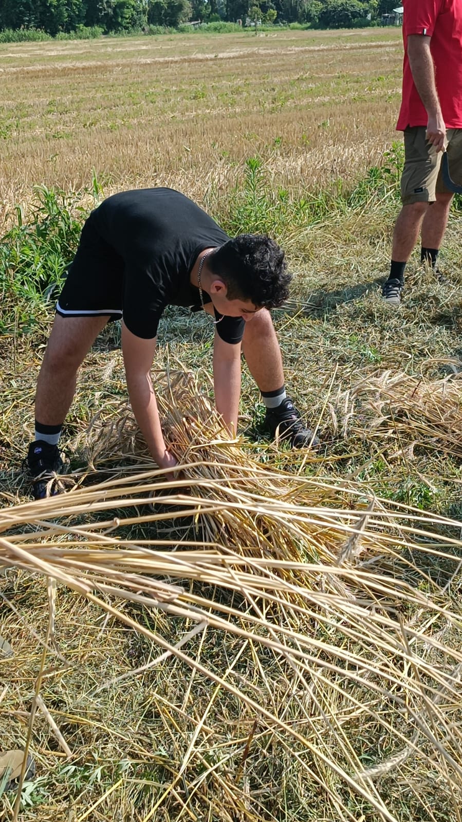 treviglio castel cerreto grani antichi 2024h