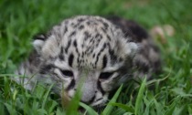 Alle Cornelle è nata una cucciola di leopardo delle nevi (che deve fare fisioterapia)