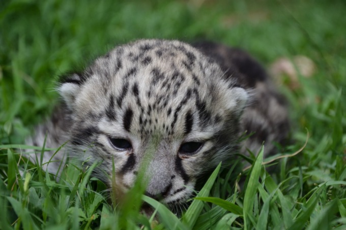 Alle Cornelle è nata una cucciola di leopardo delle nevi (che deve fare fisioterapia)