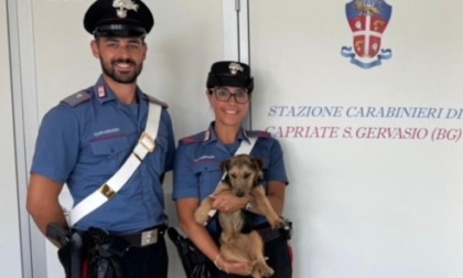 Stava per essere investito sulla Provinciale, cagnolino salvato dai carabinieri