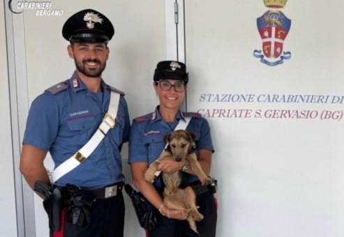 Stava per essere investito sulla Provinciale, cagnolino salvato dai carabinieri