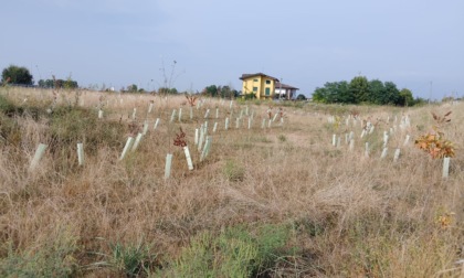 Il nuovo polmone verde della città è morto