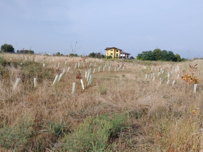 Il nuovo polmone verde della città è morto