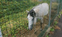 Spunta un cavallo al centro sportivo, la Lega critica: "Condizioni dubbie e incerte"