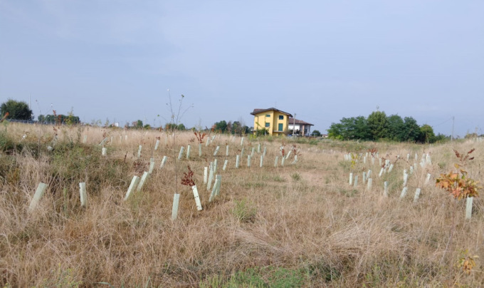 Bosco urbano, il Comune prende provvedimenti: richiesto il ripristino totale