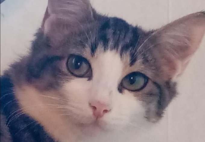 “La vita di un animale è meritevole  quanto quella di un  uomo ed Esmeralda poteva essere salvata”
