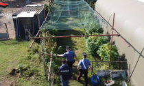 Coltivava cannabis nell'azienda agricola, arrestato imprenditore 44enne