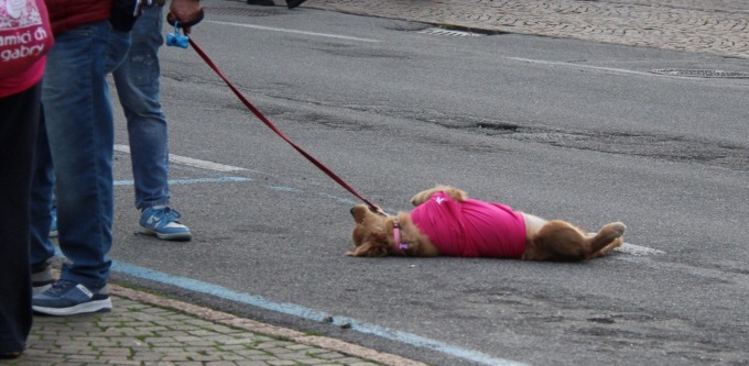 Marea rosa