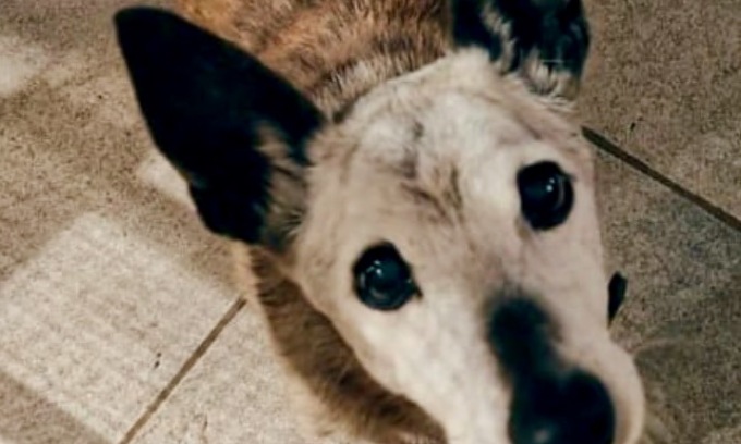 Ladri prendono a sprangate l’anziano cagnolino cieco e sordo